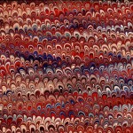 10 Coquillage acajou